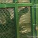 Illustration for article titled These four chimps could soon be legally recognized as people